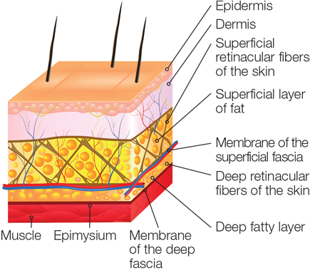 the fascial layers