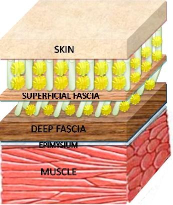 The superficial fascia and the deep fascia